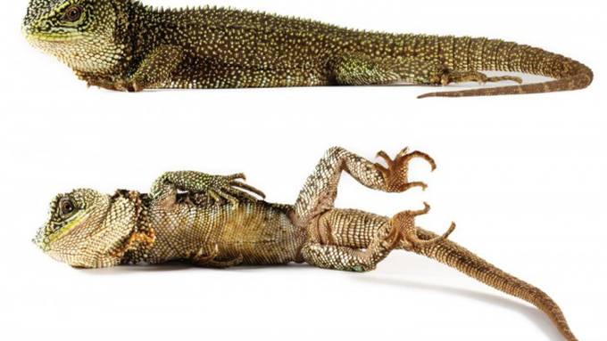Scientist Discover New Lizard Species: Dwarf Dragons