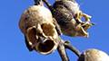 The amazing Snapdragon Flower Seed Pod looks like a human skull