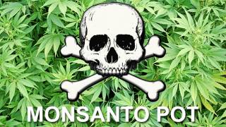 Monsanto Creates First Genetically Modified Strain of Marijuana