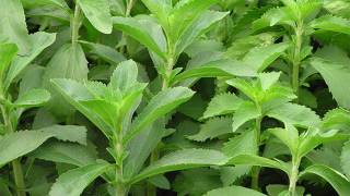 Sweetener Stevia Was Once Hailed As An Anti-Fertility Agent for Population Reduction