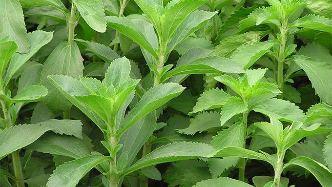 Sweetener Stevia Was Once Hailed As An Anti-Fertility Agent for Population Reduction