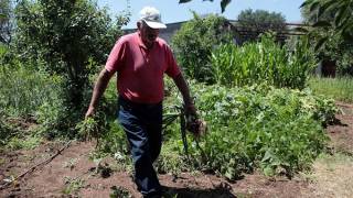 As Greece Falls, Will Those With Gardens Survive?