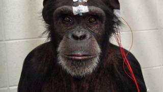 Monkey 'brain net' raises prospect of human brain-to-brain connection