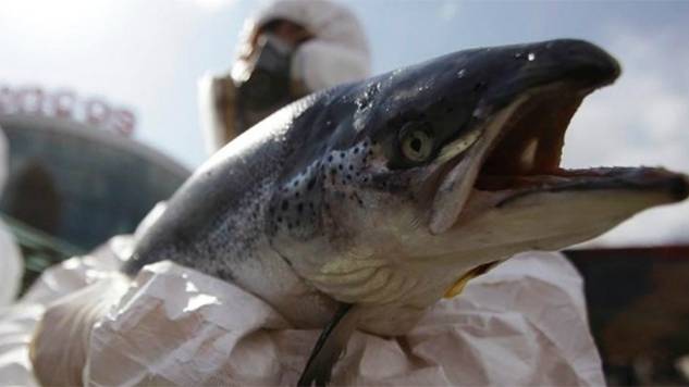 Frankenfish coming to a store near you