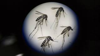 Almost 500 New Yorkers have tested positive for Zika virus