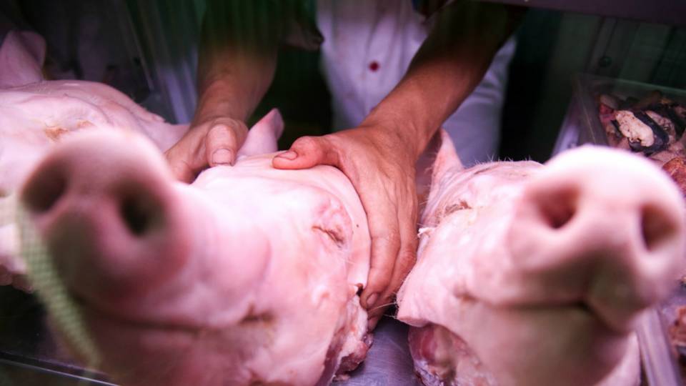 Hungarians employ pig heads, scarecrows to scare off migrants