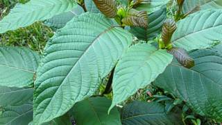 Big Pharma’s Patents on Kratom Alkaloids Expose the REAL Reason DEA Is Banning This Plant