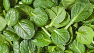 Scientists Engineer Spinach To Detect Bombs