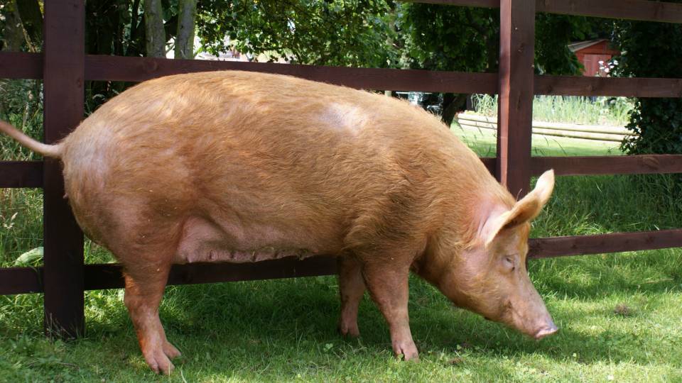 Scientists Find Rare Superbug on Pig Farm; It Could Transmit to Humans