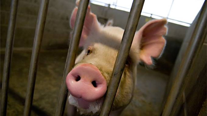 Human organs can now be grown in sheep and pigs