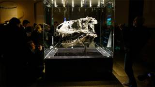 Pregnant T. rex may contain dinosaur DNA, an impossible find