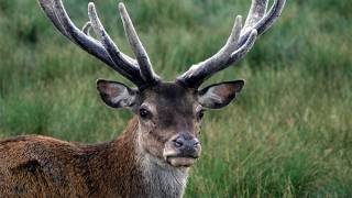 Stone Age humans brought deer to Scotland by sea: study