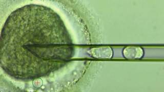 Three-person babies IVF technique ‘safe’