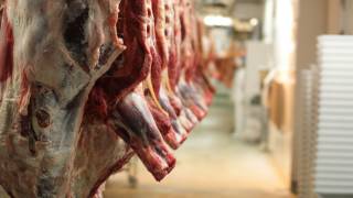 Largest Territory in Belgium Bans Kosher and Halal Animal Slaughter