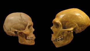 Gene Study Suggests Homo Sapiens Migrated into Africa, Not Out of the Continent