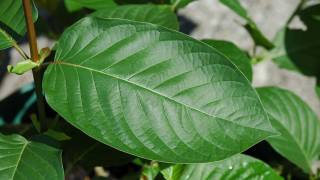 Does Kratom Really Kill? Officials Aren't Telling the Whole Story