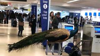 Woman Denied Emotional Support Peacock on United Flight