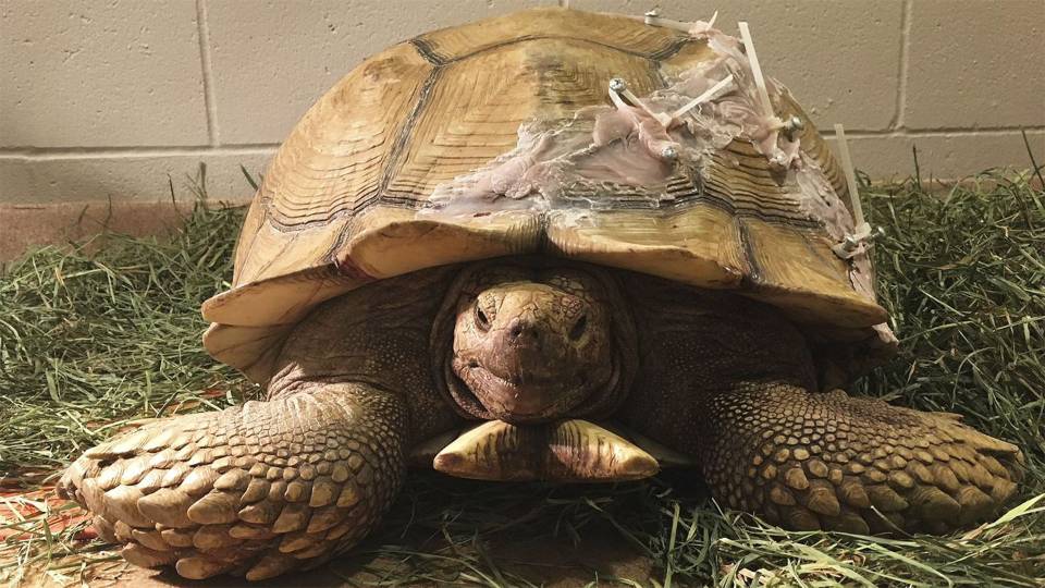 Southern California Tortoise With Cracked Shell Gets 4000 Repair 