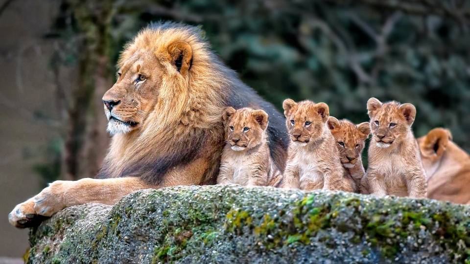 Gang of Poachers Eaten by Lions After They Broke into South African Game Reserve