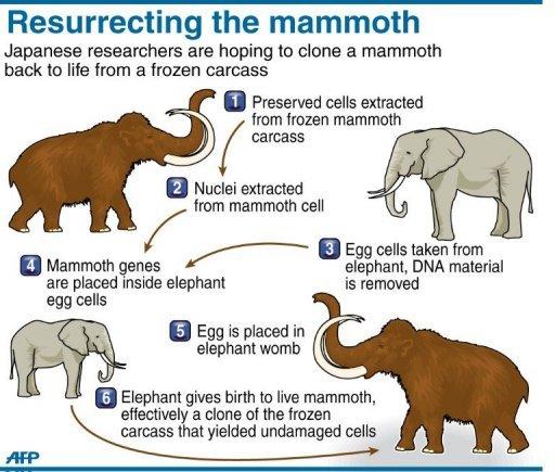 How to Clone a Mammoth by Beth Shapiro