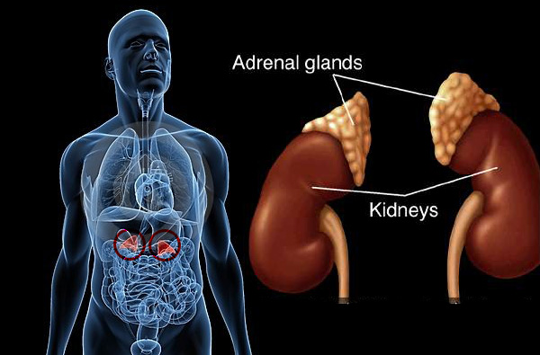 position of adrenal gland in human body