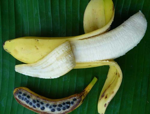 Banana’s Genes Unpeeled Will It Help Save The Banana