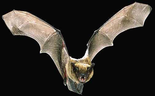 Vampire Bat Bites Help Shield Peruvians From Rabies 