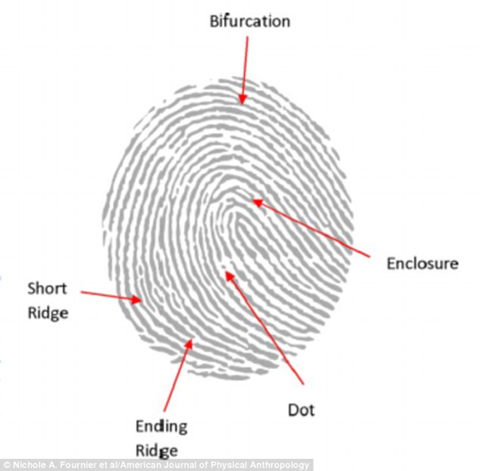 Fingerprints reveal whether you're black or white