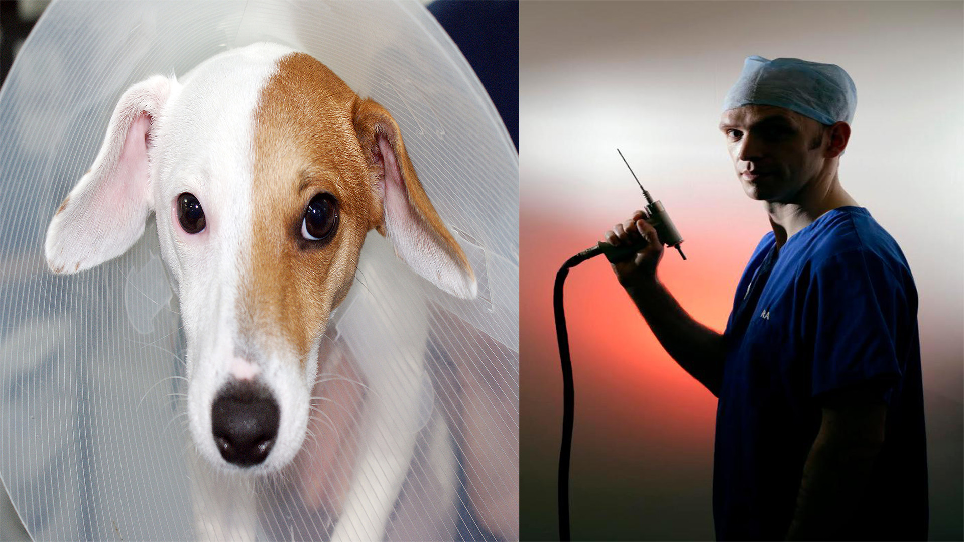 gender reassignment surgery for dogs