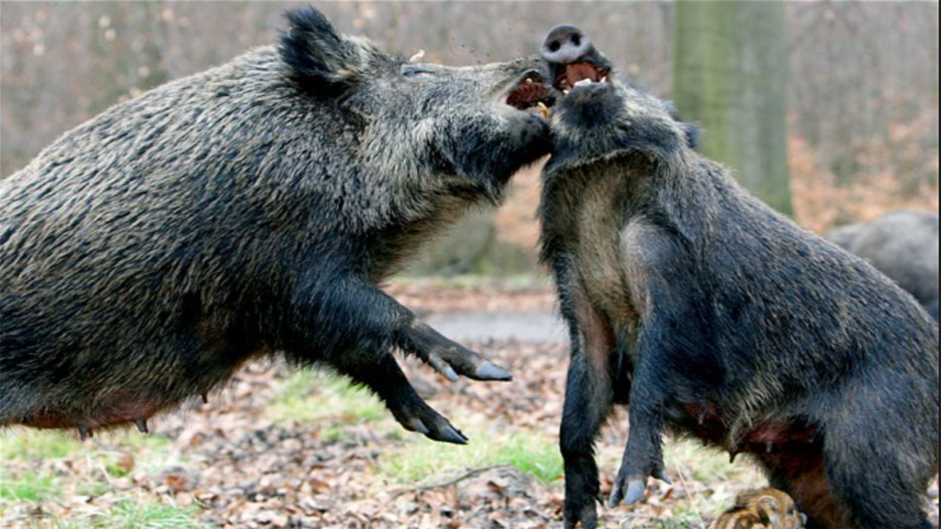 Legacy of Chernobyl: Boar shot in Sweden Found to have 10 Times the