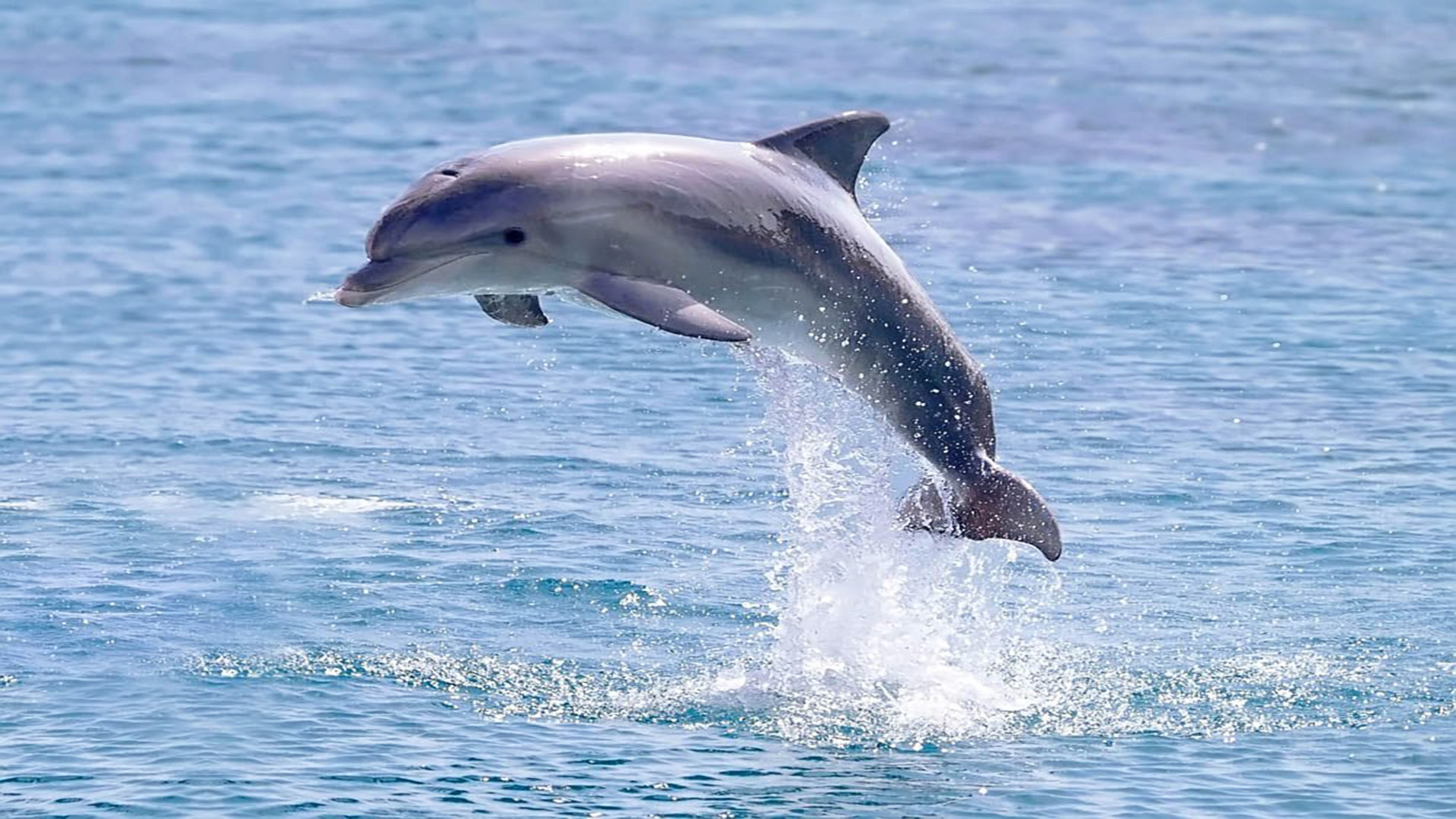 soaring dolphins 3d picture